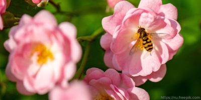 Поллиноз: заболеваемость в Москве