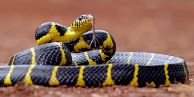 Вебинар «Отравления ядами животного происхождения», 11 июня 2024 года