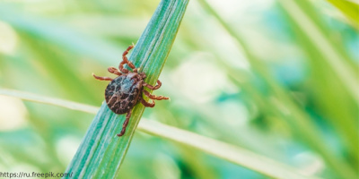 Конференция «Клещевые инфекции. Что нужно знать и как подготовиться к сезону?», 26 мая 2023 года