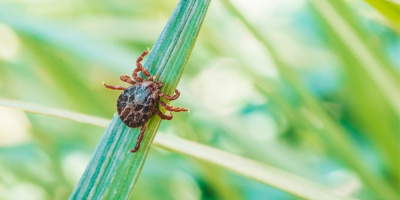 Конференция «Клещевые инфекции. Что нужно знать и как подготовиться к сезону?», 26 мая 2023 года