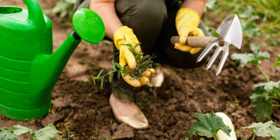 Загородная жизнь без риска для здоровья